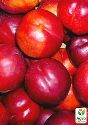 Саджанець Agro-Market Нектарин Флейвор Топ (літній сорт, середній термін дозрівання) 1 шт. в упаковці (39945) - мініатюра 6