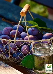 Саджанець Agro-Market Слива Улюблениця Султана (літній сорт, середній термін дозрівання) 1 шт. в упаковці (39988) - мініатюра 3