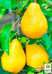 Саджанець Agro-Market Груша Абат Фетель (зимовий сорт, пізній термін дозрівання) 1 шт. в упаковці (35451) - мініатюра 2