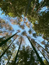 Гель для душу Yope Wood Guaiac Tree, 400 мл - мініатюра 3