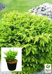 Саджанець Agro-Market Ялина звичайна Nidiformis C2 висота 15-20 см 1 шт. в упаковці (62174) - мініатюра 2