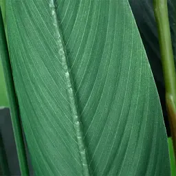 Штучна рослина Engard Strelitzia 120 см (TW-25 ) - мініатюра 5