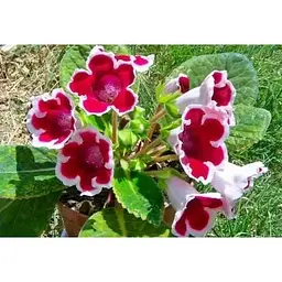 Цибулина Agro-Market Широкодзвоник (platycodon) Grandiflorus Albus (23578) 1 шт. - мініатюра 2