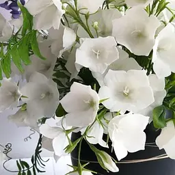 Кампанула "Carillon White" (189514) 1 шт