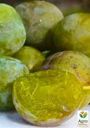 Саджанець Agro-Market Слива Ренклод Білий (літній сорт, ранній термін дозрівання) 1 шт. в упаковці (21375) - мініатюра 2