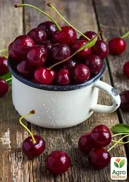 Саджанець Agro-Market Черешня Лапінс (літній сорт, середньопізній термін дозрівання) 1 шт. в упаковці (21281) - мініатюра 2
