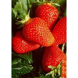 Саджанець Agro-Market Полуниця Клер (Clery) 5шт (ранній термін дозрівання, дуже великі гарні ягоди) (25800) - мініатюра 4