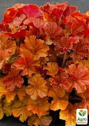 Саджанець Agro-Market Гейхера (Heuchera) Northern Exposure Amber (49876) - мініатюра 4