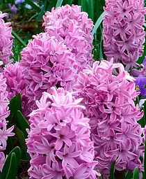 Цибулина Agro-Market Гіацинт Splendid Cornelia 1 шт. в упаковці (50650) - мініатюра 2
