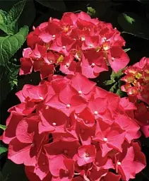 Гортензія Agro-Market Red beauty крупнолиста червона 1 саджанець в упаковці (44821) - мініатюра 3