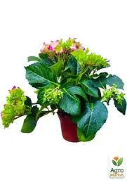 Саджанець Agro-Market LMTD Гортензія крупнолиста квітуча 2-х річна Early Rood (20-30см) (62420) - мініатюра 2