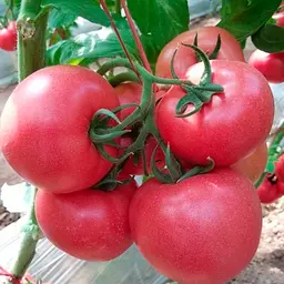 Насіння Gl Seeds томатів Рожева перлина 0,1 г - мініатюра 2