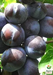 Саджанець Agro-Market Слива Блю Фрі (осінній сорт, пізній термін дозрівання) 1 шт. в упаковці (15795) - мініатюра 2