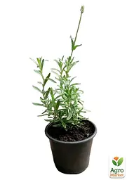 Саджанець Agro-Market Лаванда Гібридна Sentivia Early Blue (контейнер № 10, висота 10-15 см) (50371) - мініатюра 2