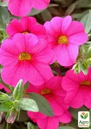 Саджанець Agro-Market Калібрахоа PortuCal Compact Pink 1 шт. в упаковці (178514) - мініатюра 2