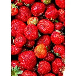 Саджанець Agro-Market Полуниця Зенга Зенгана (Senga Sengana) 5шт (середньо-пізній термін дозрівання) (40395) - мініатюра 2