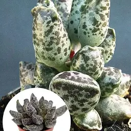 Адроміскус Agro-Market Витончений (adromischus festivus) (188952) 1 саджанець в упаковці (кімнатний) Нідерланди