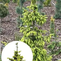 Ялина сербська Agro-Market Aureа ком/сітка висота 80-90 см 184146 1 саджанець в упаковці