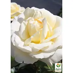 Троянда чайно-гібридна Agro-Market Ла Перла саджанець класу АА+ вищий сорт 1 шт. в упаковці (181415) - мініатюра 2