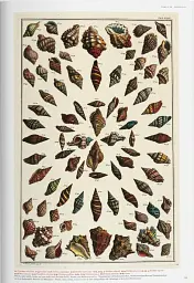 Seba. Cabinet of Natural Curiosities - Райнер Віллманн - мініатюра 8
