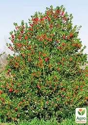 Саджанець Agro-Market Падуб гостролистий (Ilex aquifolium) вазон Р9 (178885) - мініатюра 2