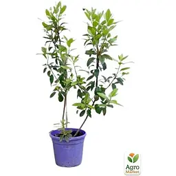 Саджанець Agro-Market Рододендрон каролінський 2-х річний P.J.M. Elite С2 висота 25-40 см (152183) 1 шт. в упаковці - мініатюра 3