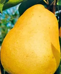 Саджанець Agro-Market Груша Далісан (осінній сорт, середній термін дозрівання) (39856) 1 шт. в упаковці - мініатюра 3