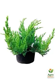 Саджанець Agro-Market Ялівець козацький Tamariscifolia С2 висота 25-30 см 1 шт. в упаковці (71817) - мініатюра 3