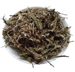 Дивина Трава Коровяк Verbascum phlomoídes - мініатюра 1