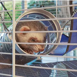 Двоповерхова клітка Ferplast Furet Tower для тхорів на колесах - мініатюра 11