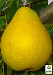 Саджанець Agro-Market Груша Далісан (осінній сорт, середній термін дозрівання) 1 шт. в упаковці (39856) - мініатюра 2