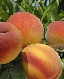 Саджанець Agro-Market Персик Онтаріо (літній сорт, ранній термін дозрівання) (39918) 1 шт. в упаковці - мініатюра 3