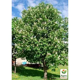 Саджанець Agro-Market Каштан кінський Aesculus (красиво квітуче дерево) (120914) - мініатюра 3