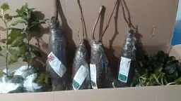 Саджанець Agro-Market Нектарин Біг Топ (лисий персик, середній термін дозрівання) 1 шт. в упаковці (61886) - мініатюра 2