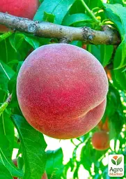 Саджанець Agro-Market Персик Даймонд принцес (великоплідний, середньопізній термін дозрівання) 1 шт. в упаковці (180473) - мініатюра 2