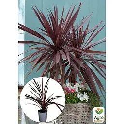Саджанець Agro-Market Корділіна Red Star (висота 40-60 см) (112426) из Нидерландов 1 шт. в упаковці - мініатюра 3