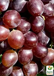 Саджанець Agro-Market Виноград Альтаїр (надранній термін дозрівання) 1 шт. в пакуванні (155223) - мініатюра 2