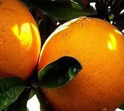 Саджанець Agro-Market Апельсин Пупковий (44380) 1 шт. в упаковці - мініатюра 2
