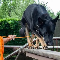 Повідець для собак Barksi Active тренувальний (довжина 5.15 м діаметр 0.7 см) помаранчевий - мініатюра 8