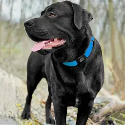 Нашийник для собак BronzeDog Active водовідштовхувальний блакитний 1.6x25-33 см 46/6132 - мініатюра 3