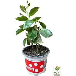 Саджанець Agro-Market Дипладенія (Mandevilla) Veronika Pink (квітуча ліана) (71573) 1 шт. - мініатюра 2