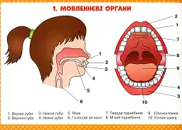 Логопедичні таблиці. Органи мовлення. Артикуляція звуків - мініатюра 2