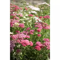 Чай трав'яний Sonnentor Yarrow органічний 50 г - мініатюра 3