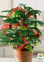 Саджанець Agro-Market Араукарія (Araucaria heterophylla) кімнатна ялина 1 шт. в упаковці (51637) - мініатюра 4