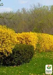 Саджанець Agro-Market Форзиція проміжна Golden Nugget (49176) - мініатюра 3