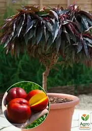 Саджанець Agro-Market Нектарин колоновидний червонолистний Бургунді 1 шт. в упаковці (51434) - мініатюра 2