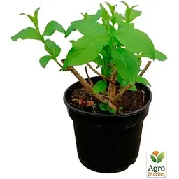 Саджанець Agro-Market Вейгела квітуча 2-річна Rumba С2 висота 20-40 см (118950) 1 шт. в упаковці - мініатюра 3