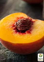 Саджанець Agro-Market Персик Ред Хевен (літній сорт, середній термін дозрівання) 1 шт. в упаковці (17585) - мініатюра 2