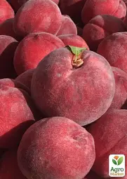 Саджанець Agro-Market Персик червоно-вишневий Королівський (Royal) (англійська селекція, преміальний великоплідний сорт) 1 шт. в упаковці (39942) - мініатюра 3