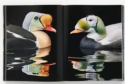 Birds. Photographs - мініатюра 4